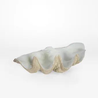 Large Clam Shell
